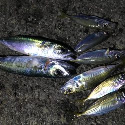 小さなアジばかり